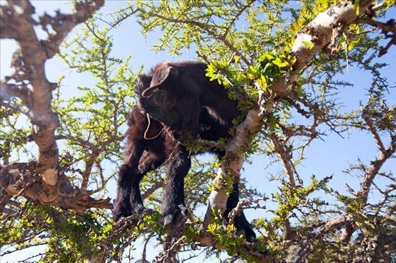 非洲这种山羊也会爬树,爬树不是吃叶子,而是为了它