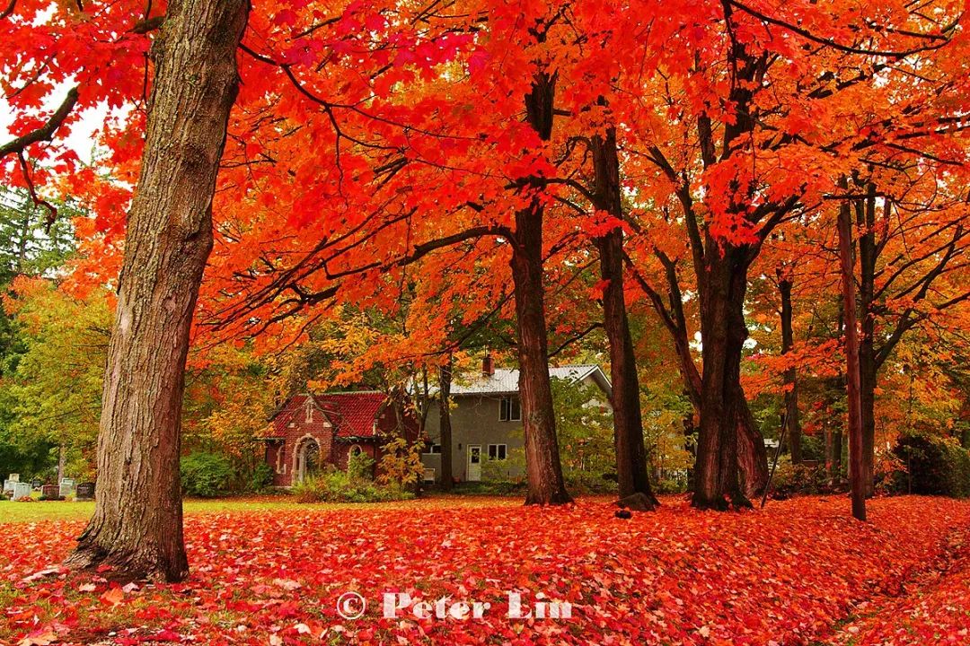 加拿大红枫林图片