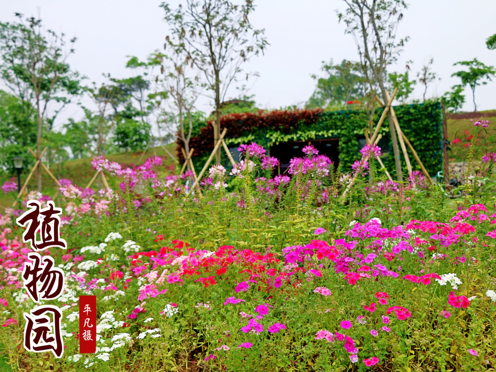 东莞植物园风景图片