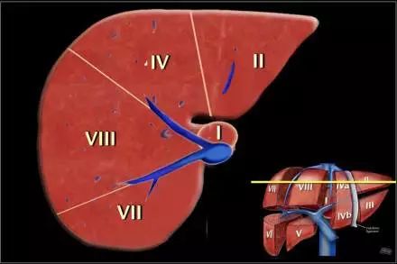 这份肝脏解剖图解,不收藏就亏了!