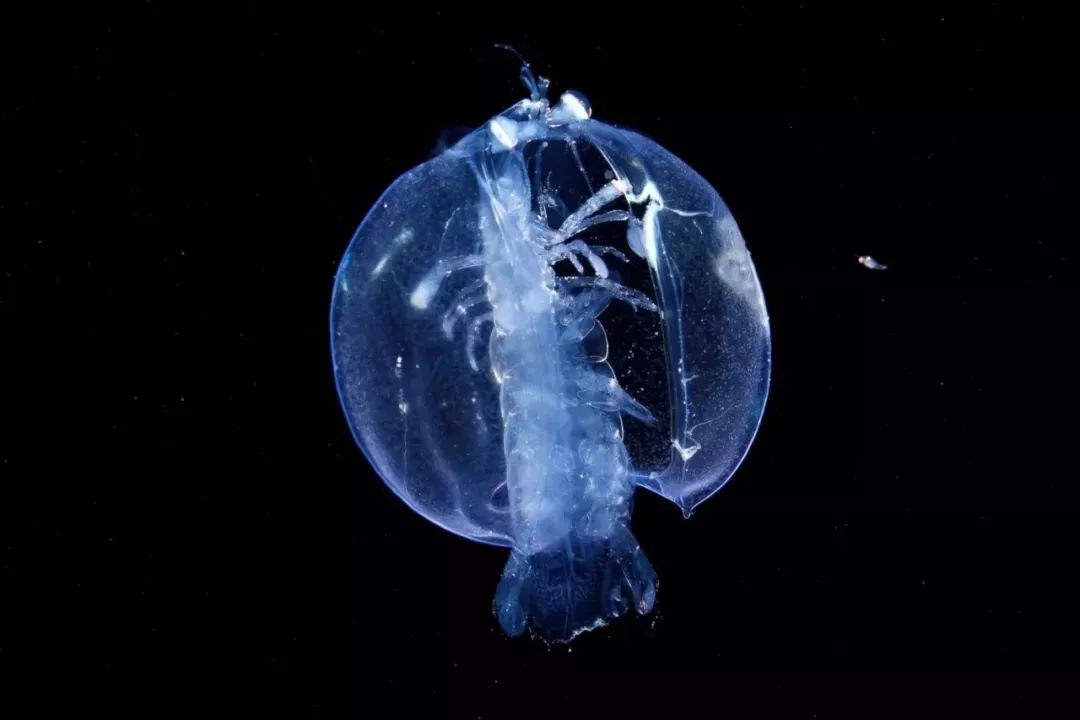 海洋探秘——它们也是浮游生物?
