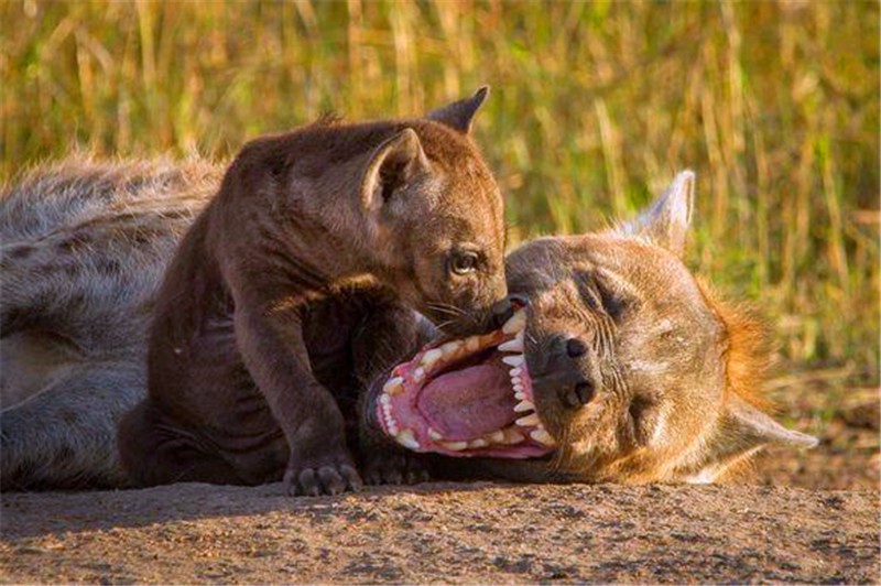 鬣狗一家温馨互动小鬣狗依偎在妈妈身边好暖心