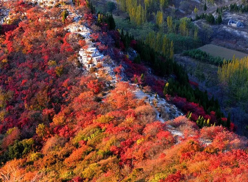 博山賞紅葉最全攻略90觀賞點都免費自駕路線公交路線都給大家整理好了