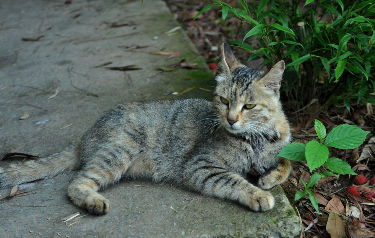 土猫 长大后图片