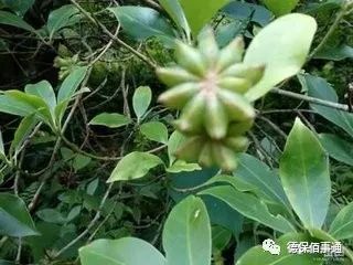 德保:村企攜手,茴香再飄_八角