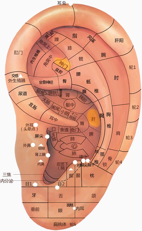 耳穴过节喝高了耳穴来帮忙