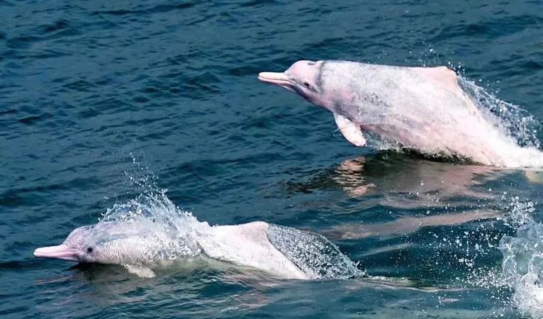 萌翻了阳江核电附近海域又现白海豚