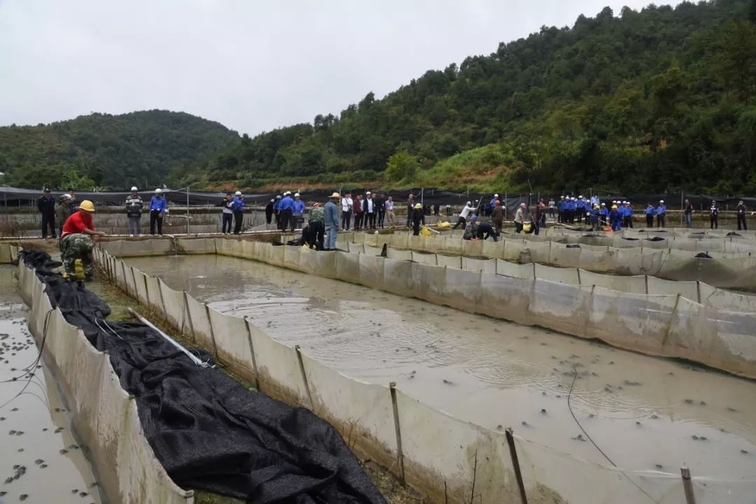 守護青山綠水現場武平依法整治十方鎮60多畝牛蛙養殖場