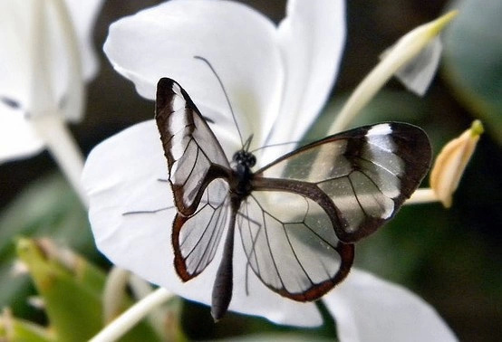 有一种透明的蝴蝶名叫玻璃翼蝴蝶