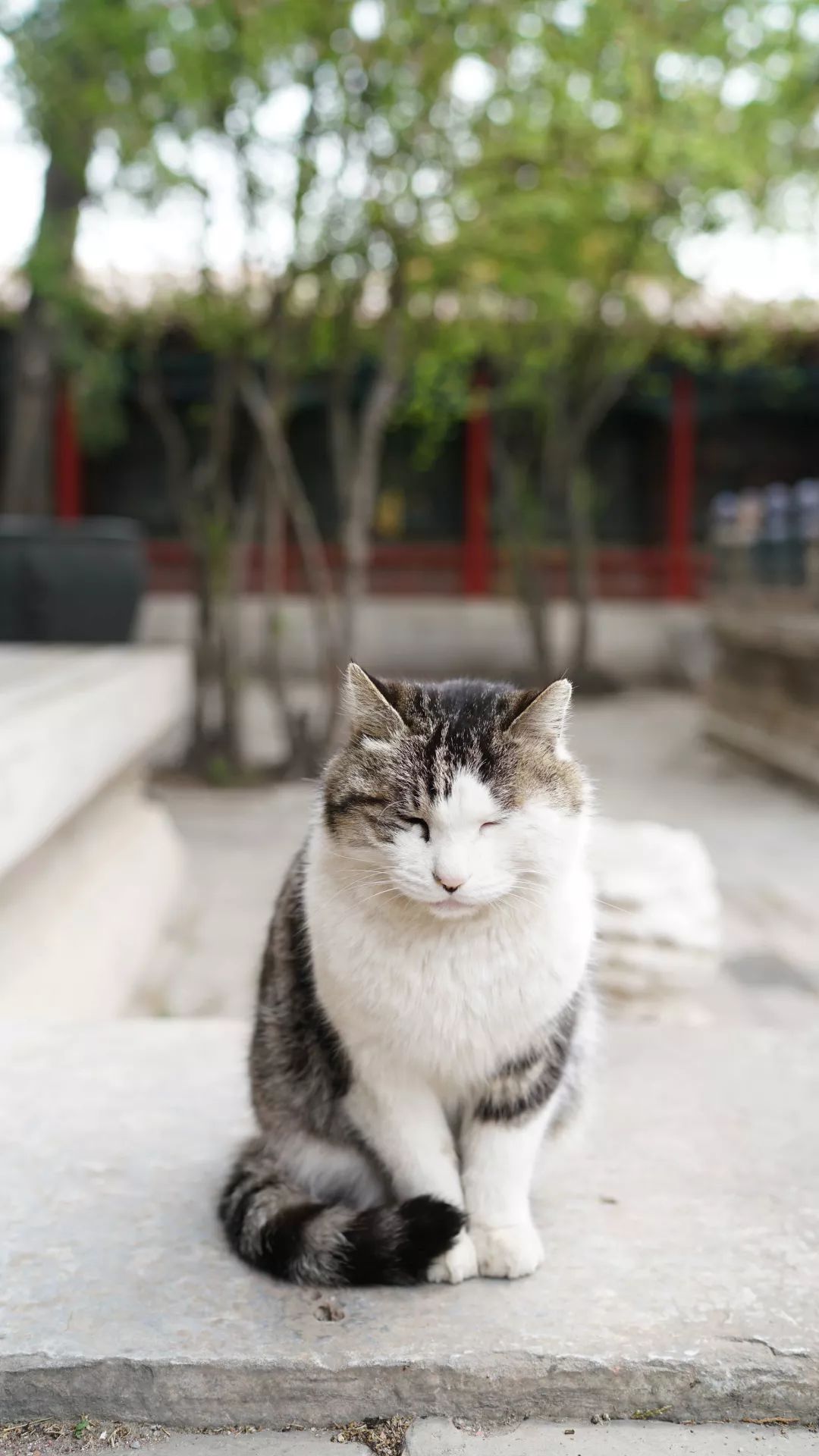 故宮有隻愛抓鳥的網紅貓名叫