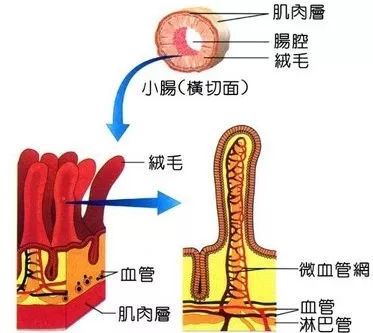 小肠环形皱襞图片图片