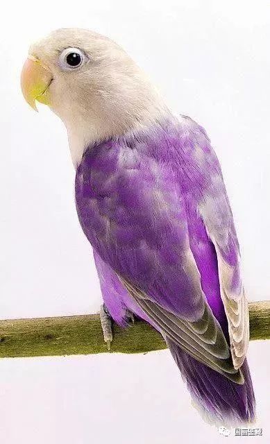 紫色大头鹦鹉图片