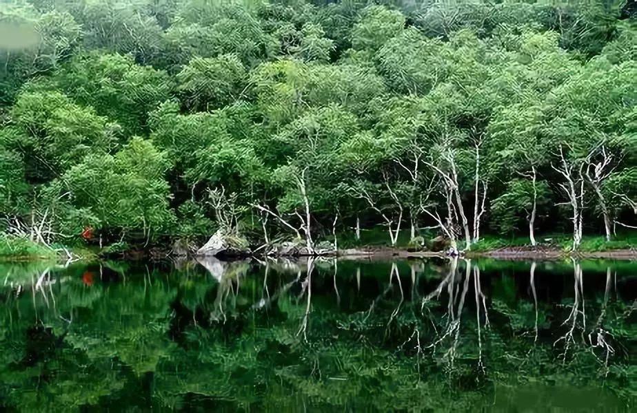 長白山的原始森林最典型的要屬