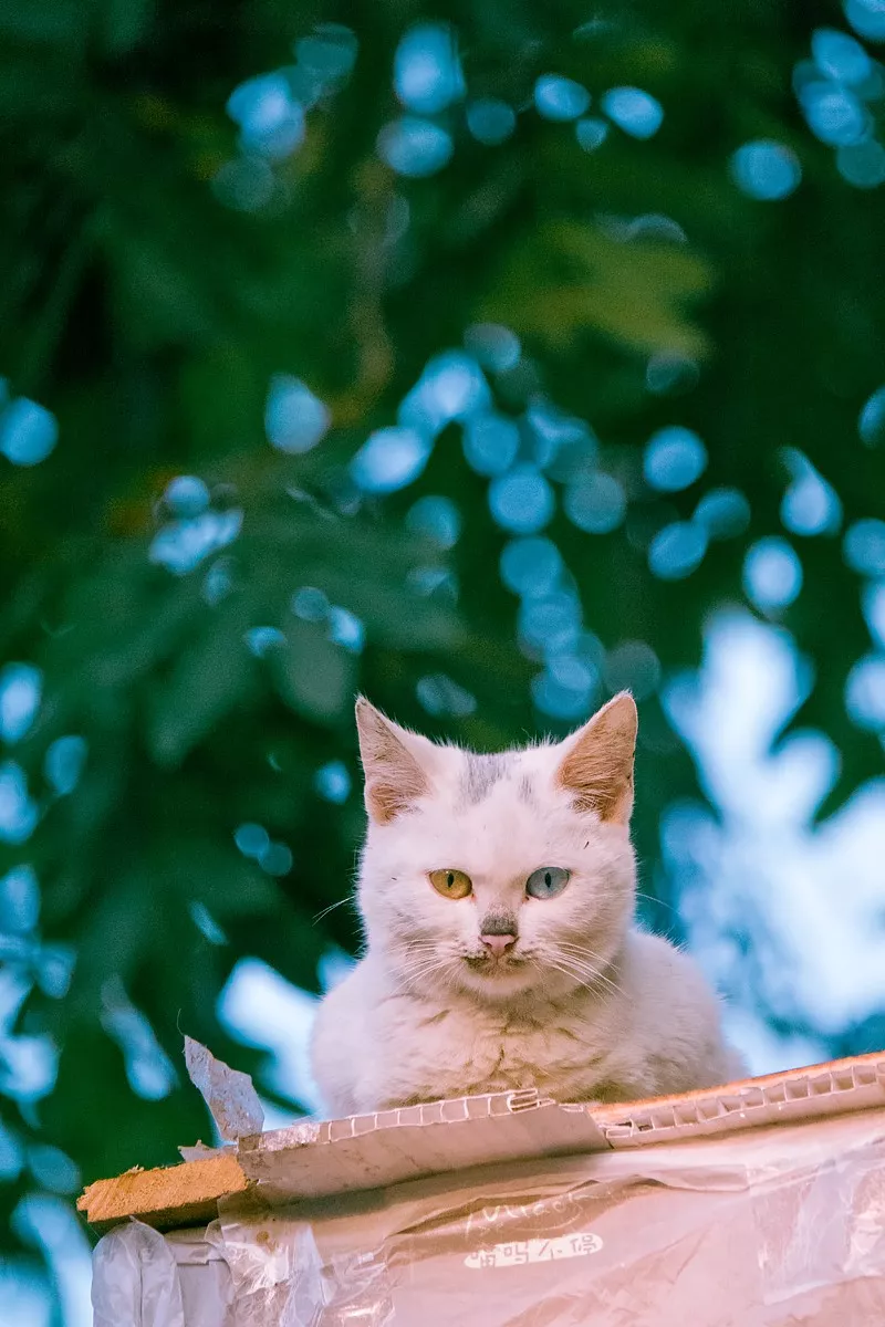 摄人心魄的黄蓝异瞳美猫,看一眼就醉了!