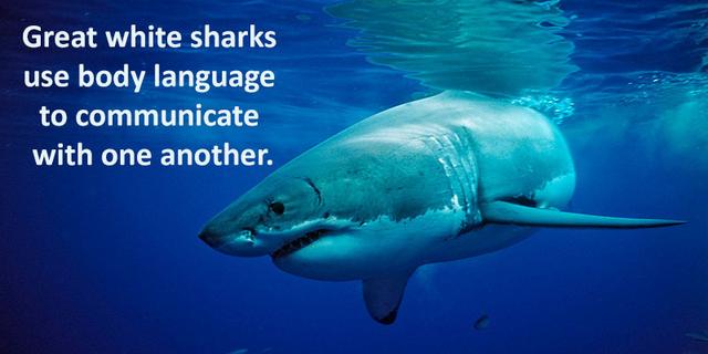 世界上大胆的鲨鱼到底有多危险?来自人类灵魂深处的深海恐惧!