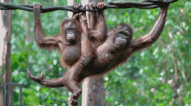岛的雨林黄猩猩家族正在日益壮大是国内最大最稳定的种群目前数量位居