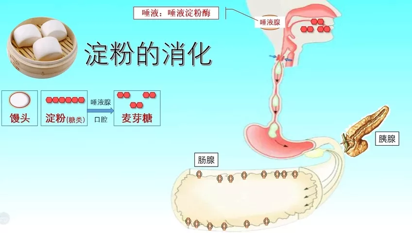 原来它才是最易被肠道吸收的食物