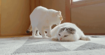 猫咪蹭蹭表情包动图图片