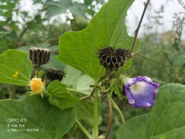 菏泽:环城大堤观苘麻