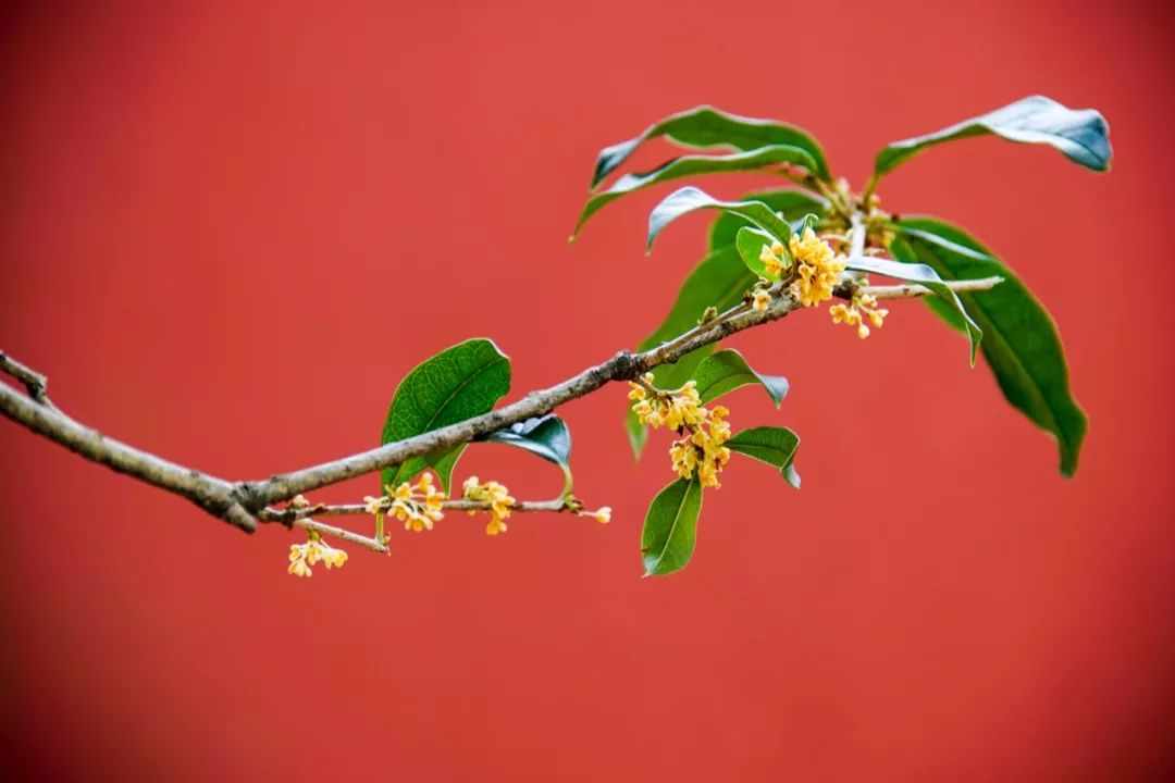 明孝陵的桂花香香香香香極了