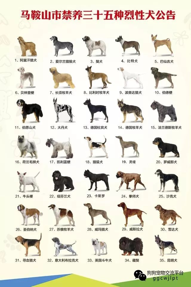 大型犬之殇丨安徽发布史上最严养犬规定35种烈性犬又遭禁养