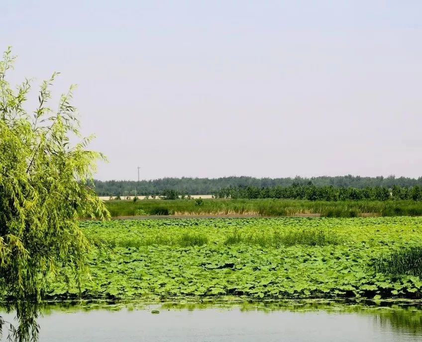 单县东舜河湿地公园总面积27万平方米,其中绿地面积10万平方米,湿地