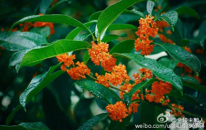 也是中国传统的芳香植物 以花色而言,有金桂,银桂,丹桂之分 丹桂 论