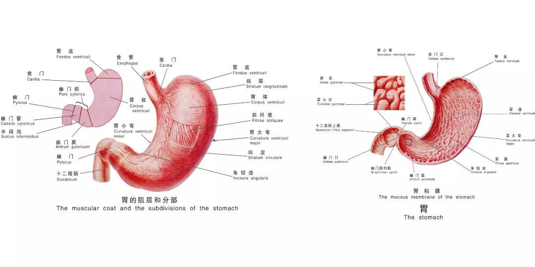 胃十二指肠球部解剖图图片