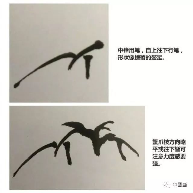 鹿角枝和蟹爪枝的画法图片