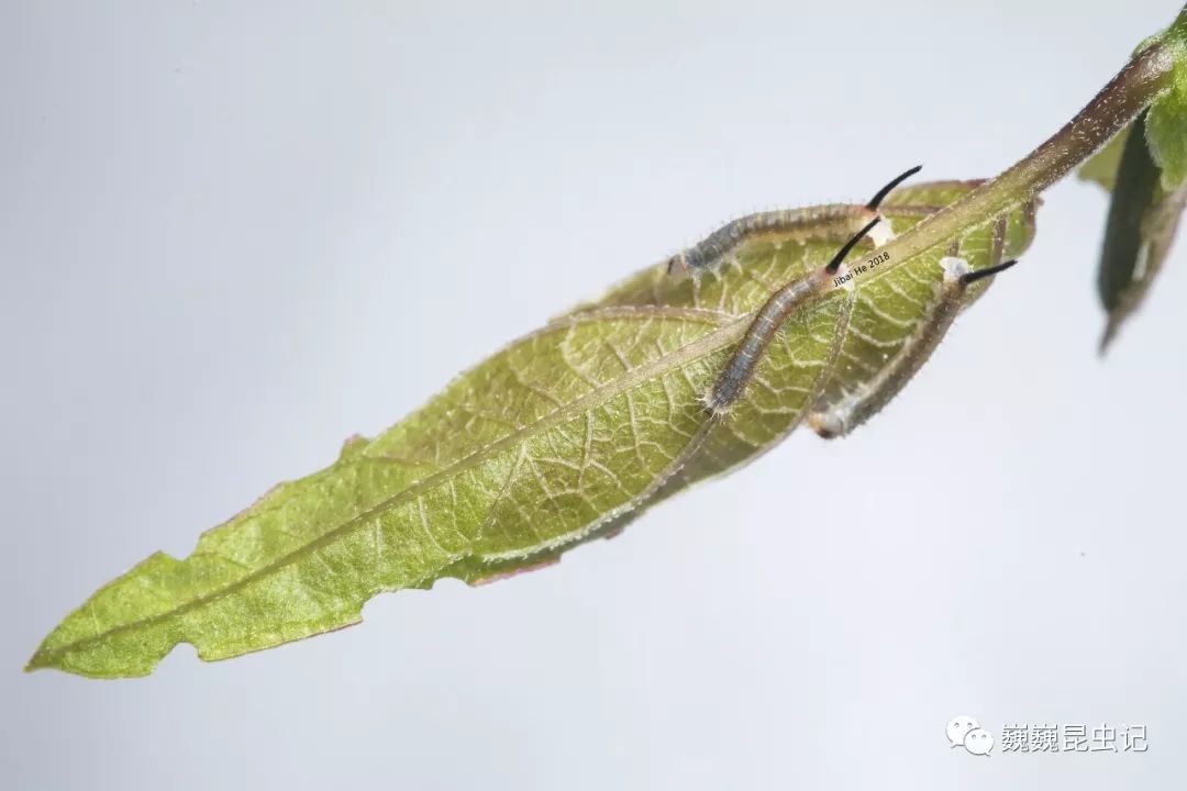 马挑虫子简介图片