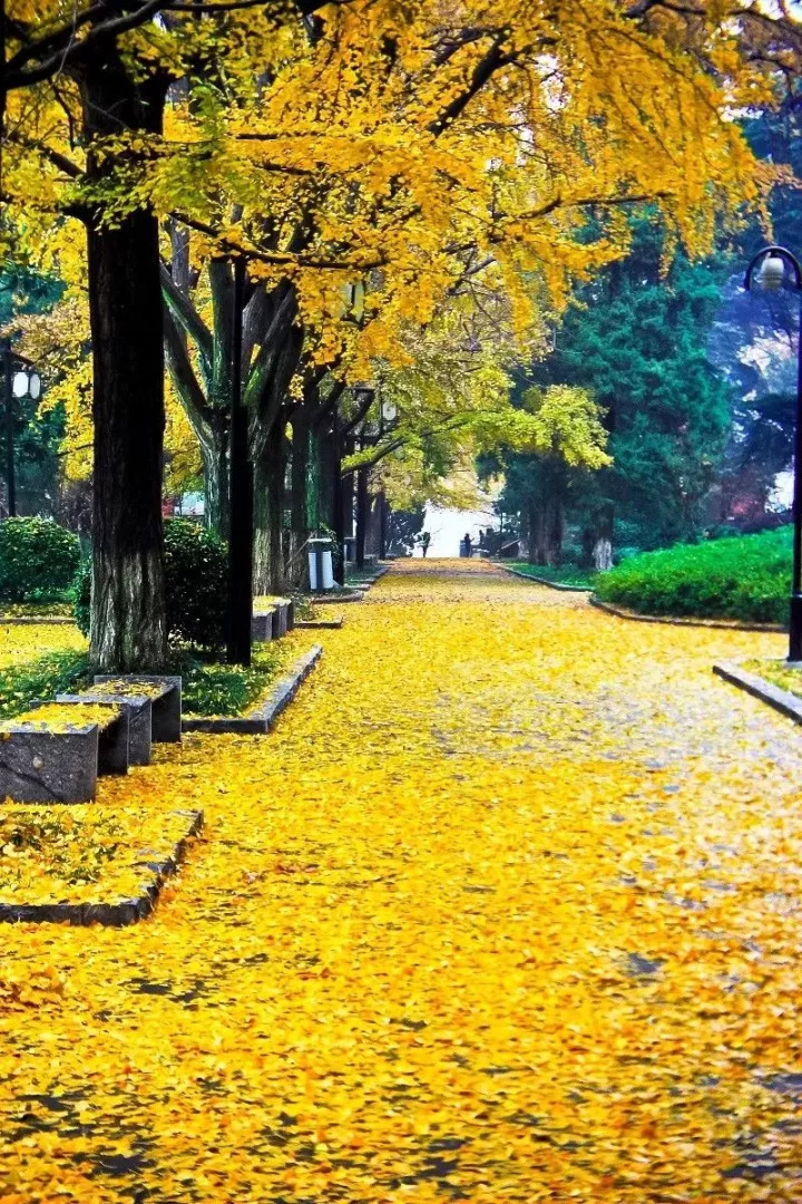 南京黄果树图片