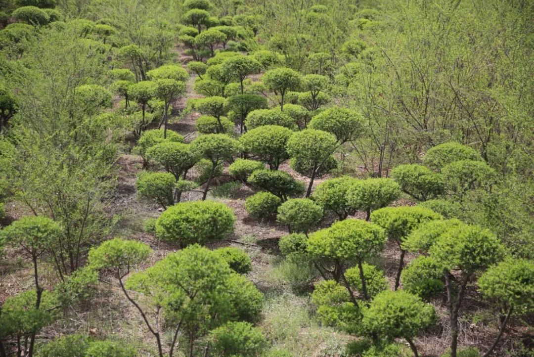 苗木花卉基地(苗木花卉基地移到公路两旁好吗)