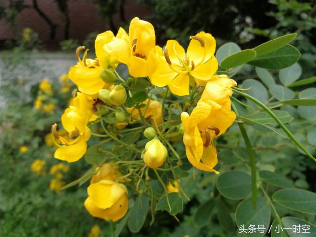 花花世界雙莢決明又到開花結果時