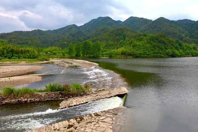 古堰村之所以叫古堰村如今已经成了村子里最具标志性的植物群历经千年