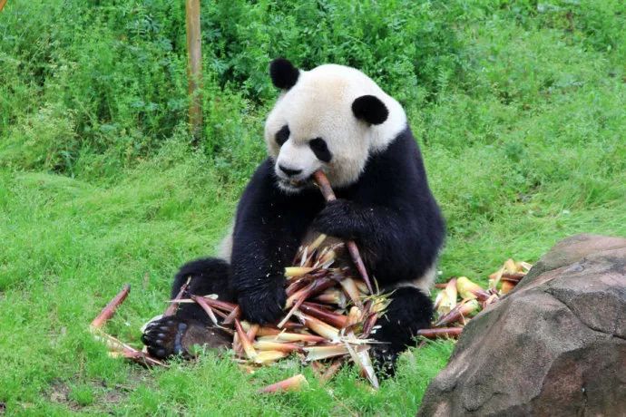 花式偶遇大熊猫这才是在佛坪赏秋景的正确打开方式