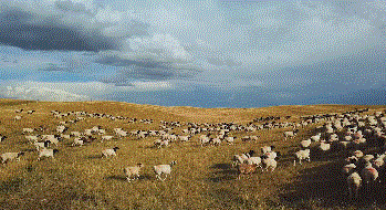 羊奔跑动图图片