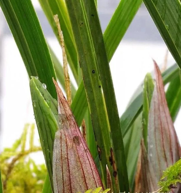 春蘭花苞出土就乾枯是因為這幾方面沒做好現在知道還不晚