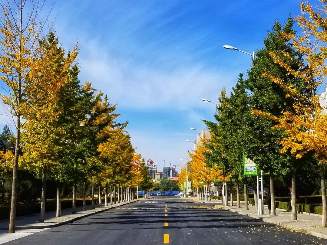 隴東學院甘肅校園秋景快來pk第五期