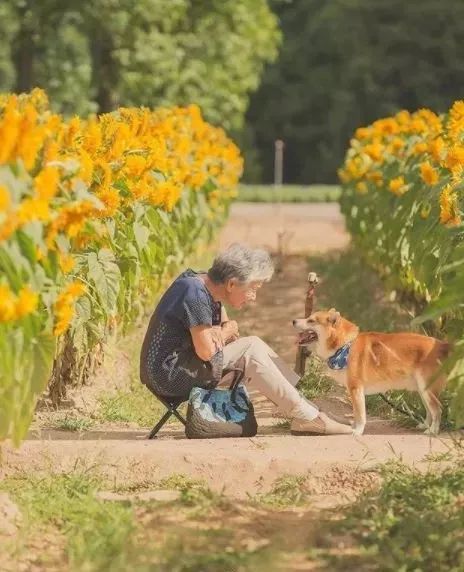 讓他大火的竟然是自己奶奶和柴犬阿福的照片讓他沒想到的是拍過無數的