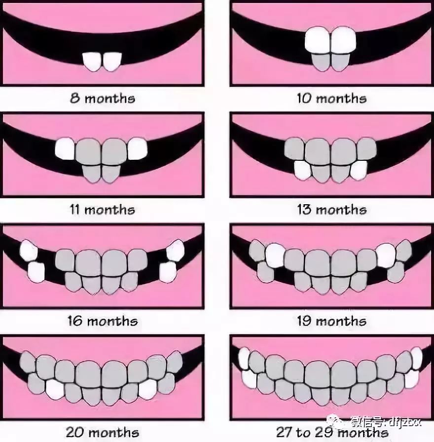 (牙齒萌出一般順序圖,請注意考慮個體差異)