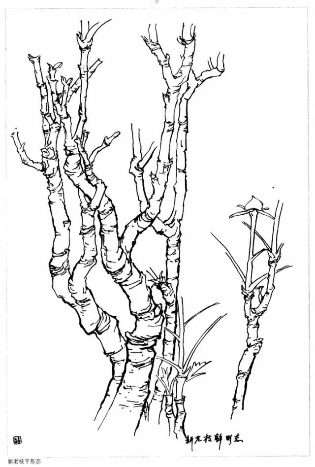 牡丹寫生白描技法你學會了嗎學習的好素材