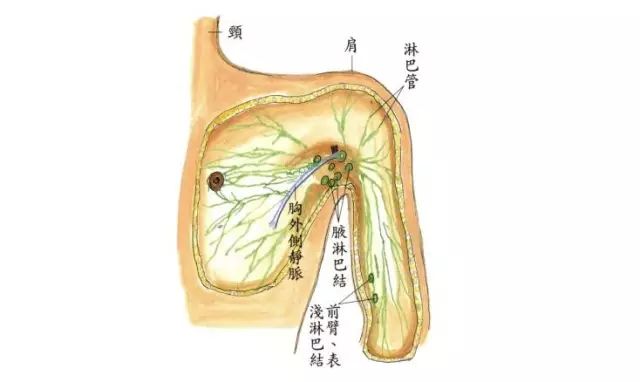 乳腺淋巴回流图片