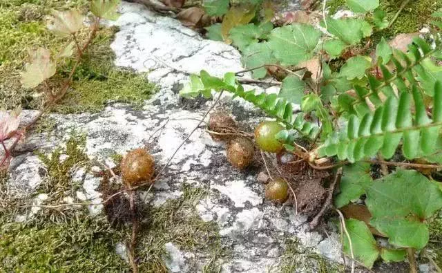 土里挖出凤凰蛋长在这种野草上小时候经常吃