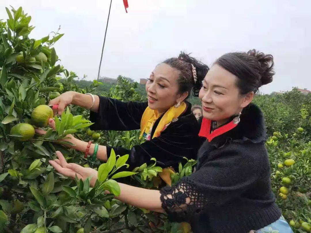 凤凰山柑橘采摘节:体验不一样的农家风光_橘子