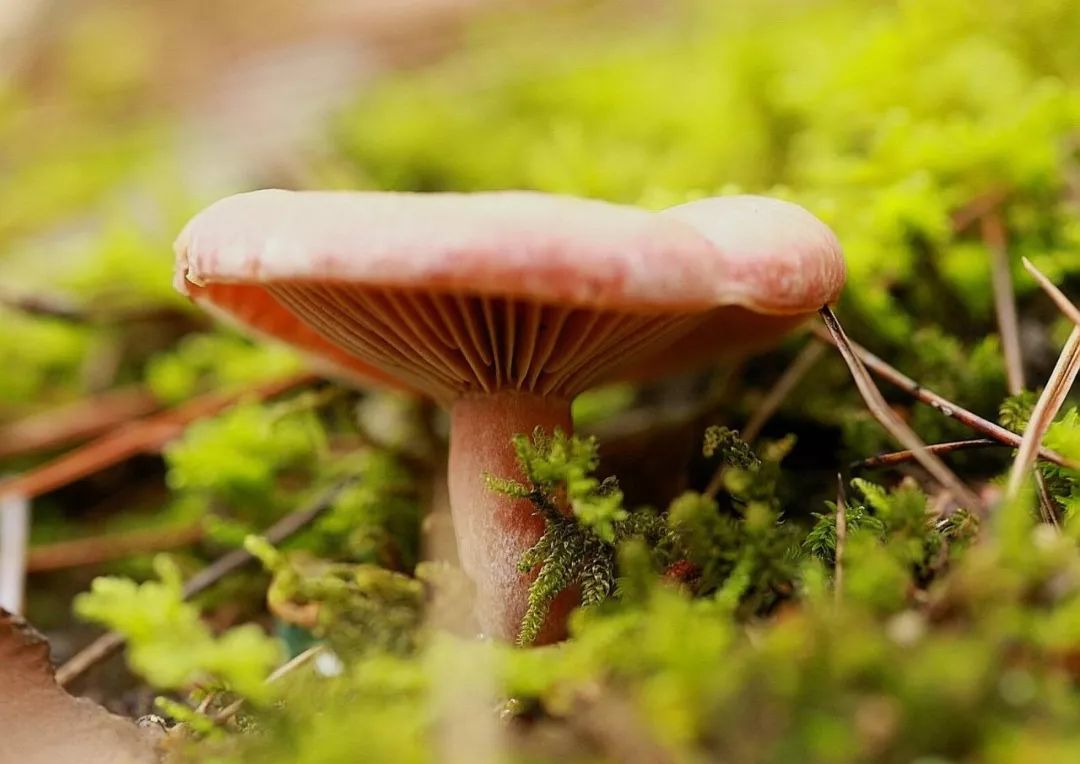 九月的陰雨天想起了多年前吃過的樅樹菇