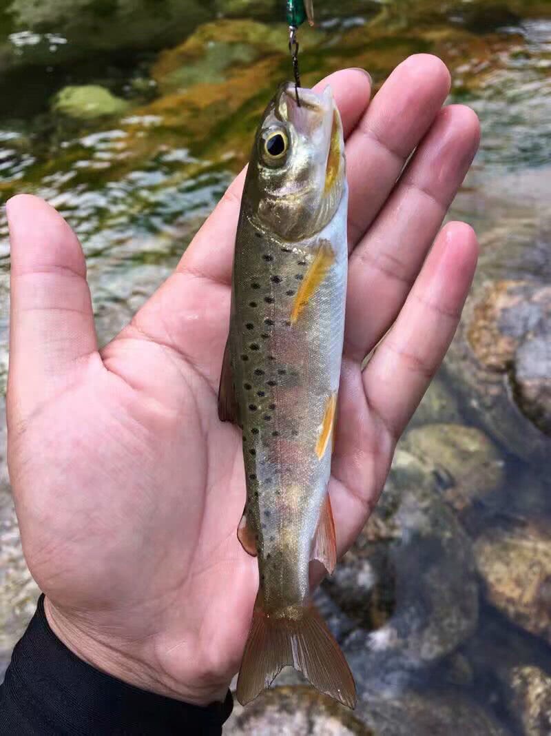 溪釣虹鱒魚,冷水中的精靈,眼賞心動,不捨帶走