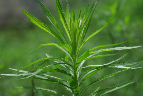 路邊隨處可見的野草人稱白酒草是民間一味功效多多的草藥