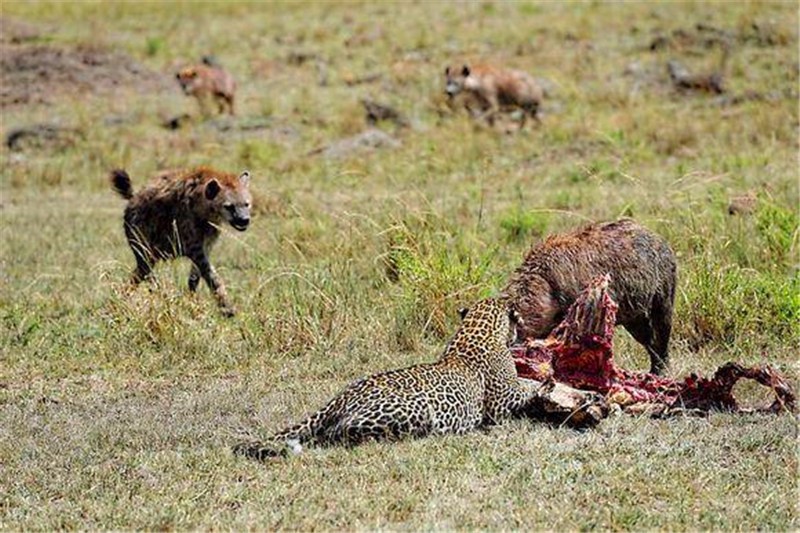 鬣狗群来抢食,吃饱了的花豹丝毫没有驱赶,而是直接走开!
