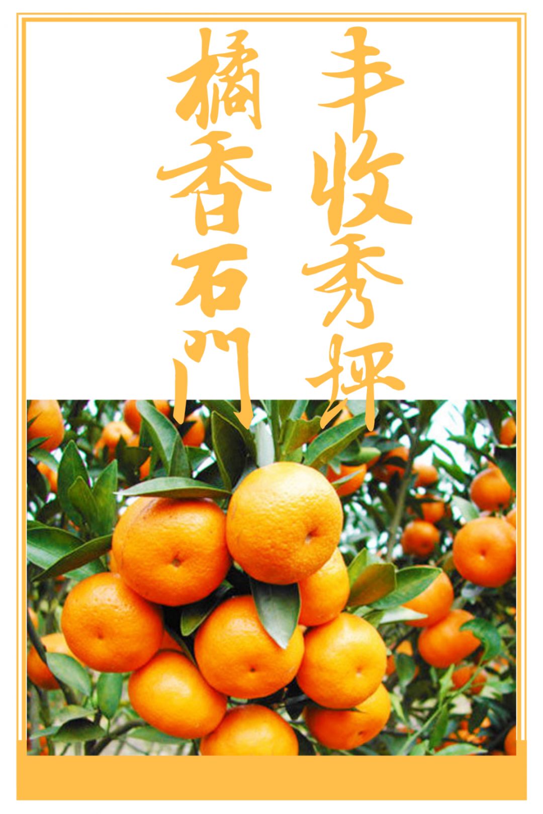 又有意义的柑橘盛宴石门的柑橘红了又是一年一度的石门柑橘节橘香石门