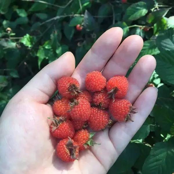 五华农村这些山货!吃过10种以上的涯话你厉害!_食用